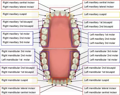 tooth chart positioning image