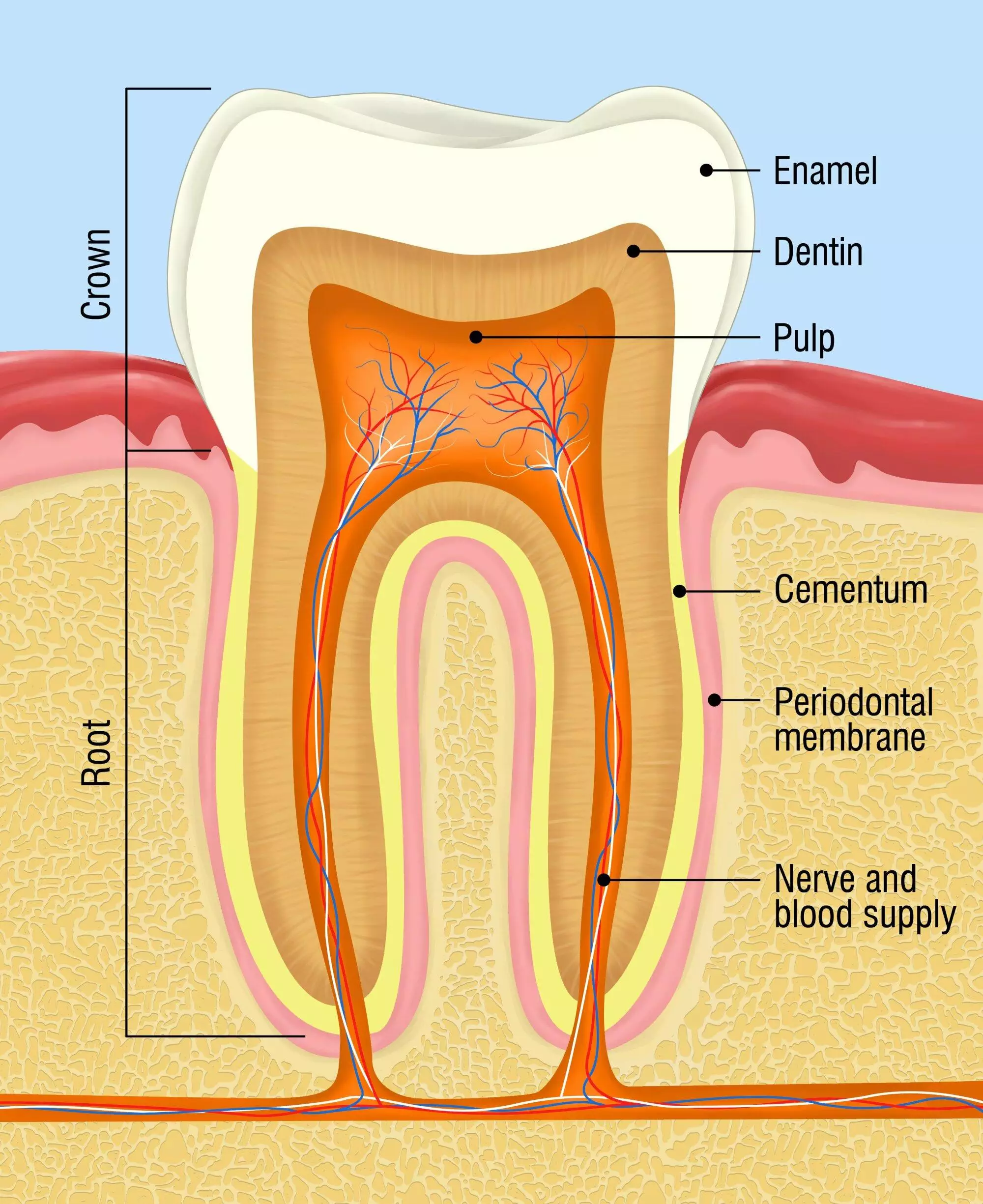 what-is-a-root-canal-bradford-family-dentistry