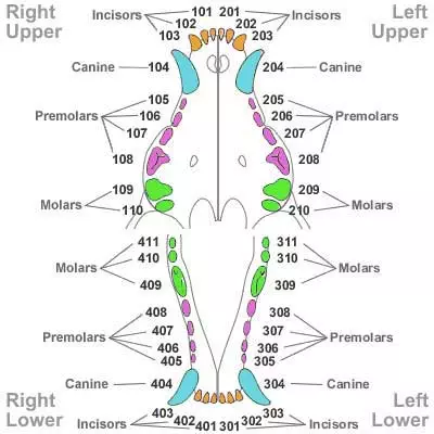 Human Teeth vs. Dog, Cat & Horse Dental Charts