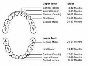 Human Teeth Dental Charts - Bradford Family Dentistry