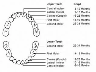 Human Teeth Dental Charts - Bradford Family Dentistry