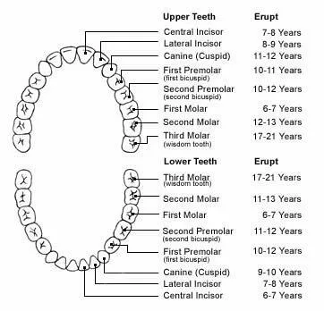 Human Teeth Dental Charts - Bradford Family Dentistry